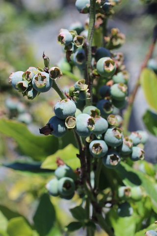 Top Hat Blueberry
